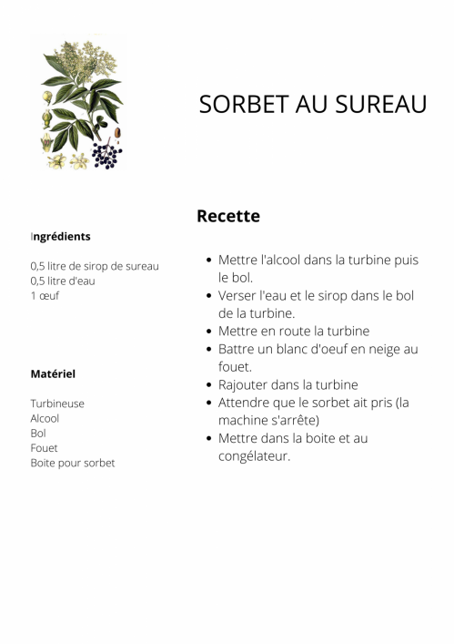 Sorbet au sureau